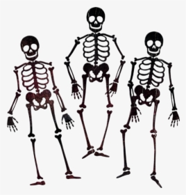 Squelettes Png, Dessin, Tube - Skeleton Black And White Png, Transparent Png, Transparent PNG