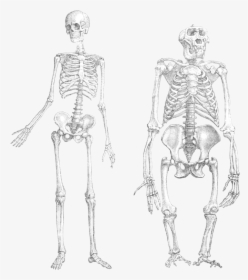 From Wikipedia, The Free Encyclopedia - Monkey And Human Skeleton, HD Png Download, Transparent PNG