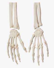 Skeleton Png - Skeleton Hand Png, Transparent Png, Transparent PNG