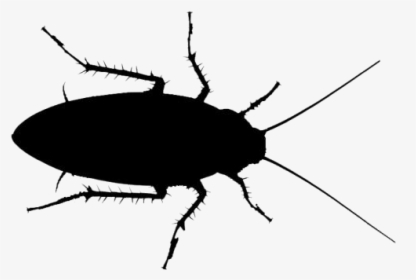 Cockroach Insect Png - Leaf Beetle, Transparent Png, Transparent PNG