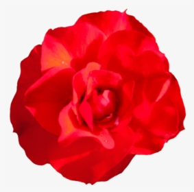 Head Of Singel Red Red Rose - Png Rose Head, Transparent Png, Transparent PNG