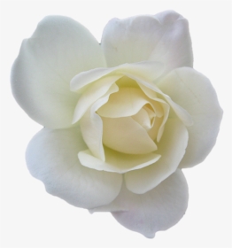 Collections At Sccpre Cat - White Rose Psd, HD Png Download, Transparent PNG