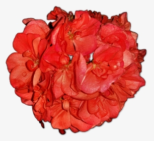 Flowers Pelagonia Home Flowers Free Picture - Hybrid Tea Rose, HD Png Download, Transparent PNG