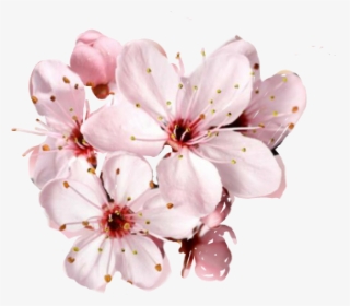 Free Cherry Blossom Flower Png - Beautiful Happy Birthday Mom, Transparent Png, Transparent PNG