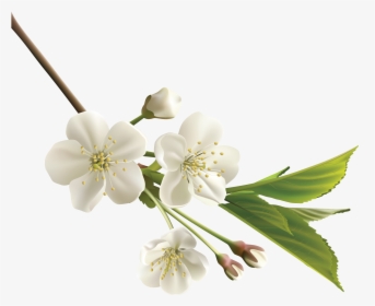Orange Flower Clipart Realistic Flower - Cherry Blossom White Png, Transparent Png, Transparent PNG