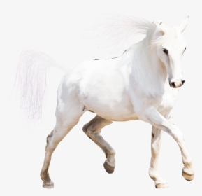 Img Type - Stallion, HD Png Download, Transparent PNG