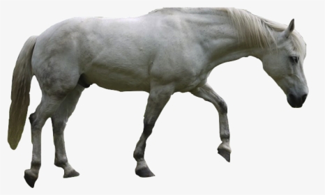 For Mobile Aljanh - Png White Horse, Transparent Png, Transparent PNG