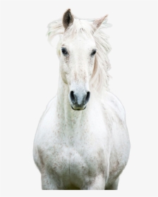 Horse Png Image - Mustang Horse, Transparent Png, Transparent PNG