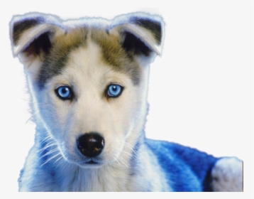 White Baby Husky Puppies, HD Png Download, Transparent PNG