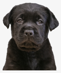 Sponsor A Puppy - Labrador Retriever, HD Png Download, Transparent PNG