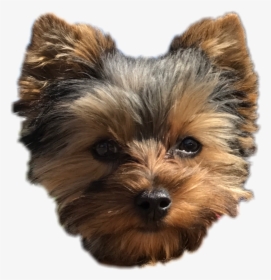 #pepper #dog #cute #puppy #yorkie #perro #freetoedit, HD Png Download, Transparent PNG