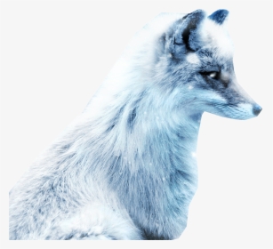 Arctic Snow Fox Png Image - Fox In Snow Art, Transparent Png, Transparent PNG
