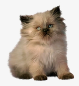 Chat Png Page - Ragdoll Himalayan Persian Cat, Transparent Png, Transparent PNG