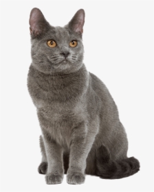 Https - //www - Wikichat - - Chat Chartreux, HD Png Download, Transparent PNG