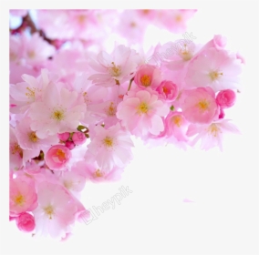 Blossom Png Image Free Download - Cherry Blossom Sakura Flower Png, Transparent Png, Transparent PNG
