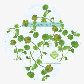Organic Cilantro Seeds Upstate Stock - Floral Design, HD Png Download, Transparent PNG