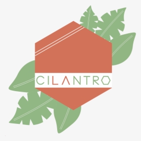 Cocina Cilantro - Maple, HD Png Download, Transparent PNG