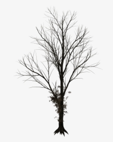 Bare Tree Png Png - Silhouette Winter Tree Png, Transparent Png, Transparent PNG