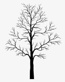 Transparent Leafless Tree Clipart - Transparent Background Tree Silhouette, HD Png Download, Transparent PNG
