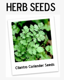 Coriander Plant, HD Png Download, Transparent PNG