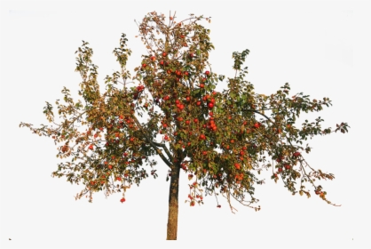 Transparent Apple Trees - Apple Tree Autumn Png, Png Download, Transparent PNG