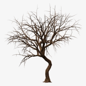 Bare Tree Silhouette, HD Png Download, Transparent PNG