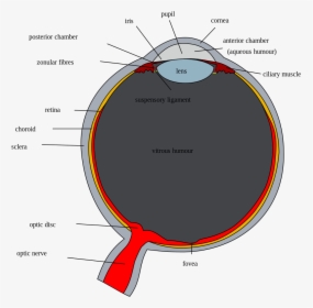 Optic Disc Of Eye, HD Png Download, Transparent PNG
