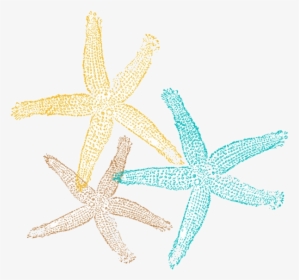 Starfish Sea Star Pic Clipart No Background Free Images - Starfish Clipart No Background, HD Png Download, Transparent PNG