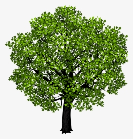 Png Vector Bare Maple Tree - Transparent Background Tree Clipart Png, Png Download, Transparent PNG