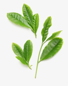 Green Tea Japan Leaf, HD Png Download, Transparent PNG