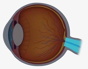 Eye Anatomy Quiz Review - Inside Of Eye Unlabeled, HD Png Download, Transparent PNG
