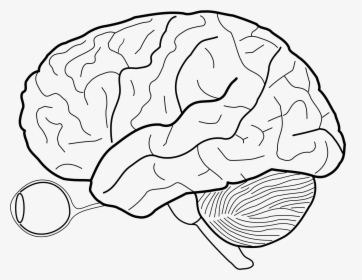 Human Brain Sketch With Eyes And Cerebrellum - Blank Cerebral Cortex Diagram, HD Png Download, Transparent PNG