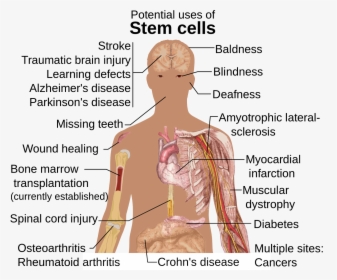 Can Stem Cells Be Used, HD Png Download, Transparent PNG