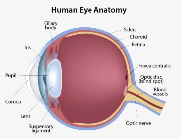 Human Eye Anatomy - Eye Anatomy, HD Png Download, Transparent PNG