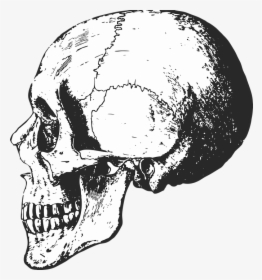 Skeleton, Skull, Bones, Halloween, Dead, Horror, Death - Black And White Skeleton Skull, HD Png Download, Transparent PNG