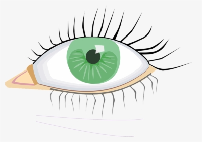 Eye, Green, Organ, Human Body, Eye Lashes, Black, Young - External Body Parts Eye, HD Png Download, Transparent PNG