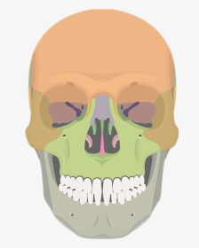 Maxillary Process Of Zygomatic Bone, HD Png Download, Transparent PNG