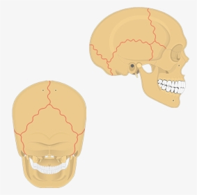 Sutures Of The Skull Unlabeled, HD Png Download, Transparent PNG