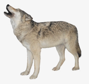 Wolf 15 - Wolf Transparent Background, HD Png Download, Transparent PNG