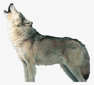 Howling Wolf Png Page - Transparent Wolf Howling Png, Png Download, Transparent PNG