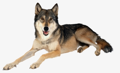 Download Wolf Png Transparent Images Transparent Backgrounds - Wolf Dog Png, Png Download, Transparent PNG