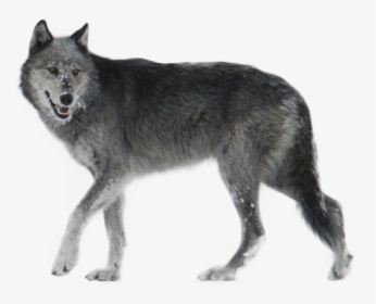 Wolf Png Transparent Images - Wolf Png, Png Download, Transparent PNG