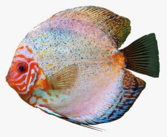 Discus Fish Transparent Background Image - Colourful Fish Transparent, HD Png Download, Transparent PNG