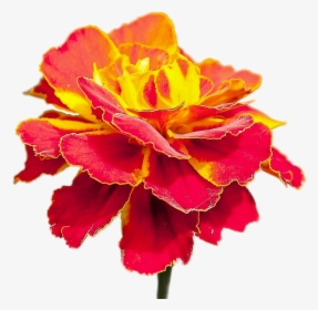 Flor Roja Con Amarillo, HD Png Download, Transparent PNG