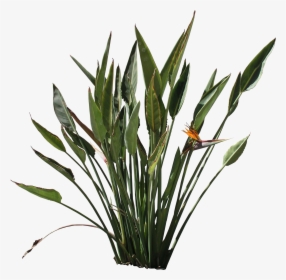 High Quality Strelitzia Reginae Png Flora Png Textures - Furcraea Png, Transparent Png, Transparent PNG