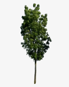 High Resolution Tree Png, Transparent Png, Transparent PNG
