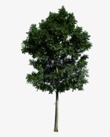 Rendering Trees High Resolution Psd, HD Png Download, Transparent PNG