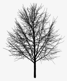 Árbol, Árboles, Naturaleza, Paisaje, Hacer, Recorte - Tree With No Leaves, HD Png Download, Transparent PNG