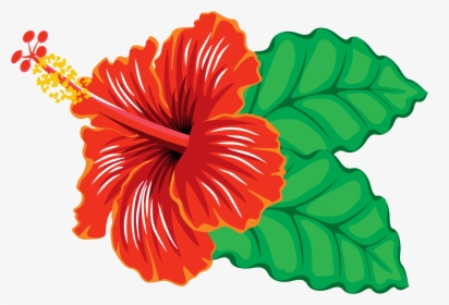 Flower, Hibiscus, Tropical - Hibiscus Clipart, HD Png Download, Transparent PNG