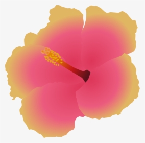 Hawaiian Hibiscus, HD Png Download, Transparent PNG